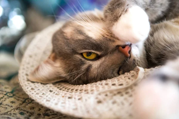 Hermoso Gato Gris Está Durmiendo Sombrero Paja Primer Plano —  Fotos de Stock