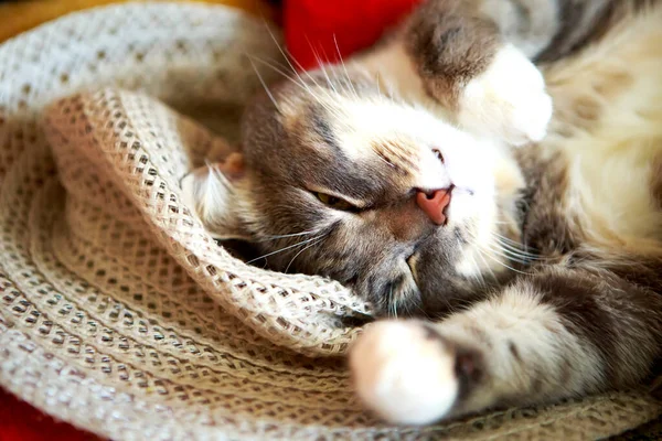 Joven Gato Gris Está Durmiendo Sombrero Paja —  Fotos de Stock