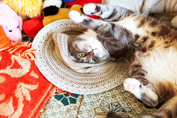 Genç Gri Kedi Hasır Şapkayla Uyuyor — Stok fotoğraf