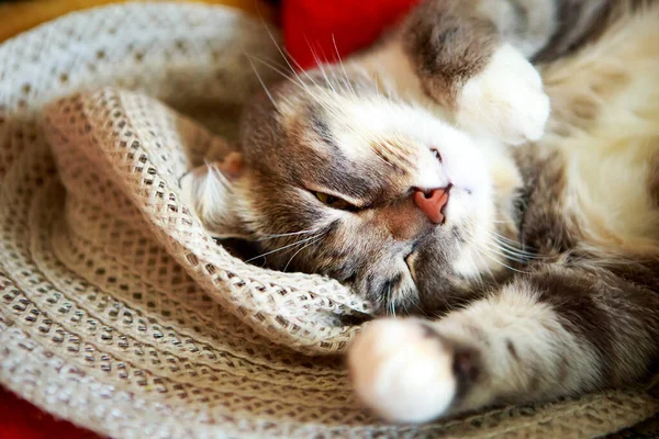 Joven Gato Gris Está Durmiendo Sombrero Paja —  Fotos de Stock