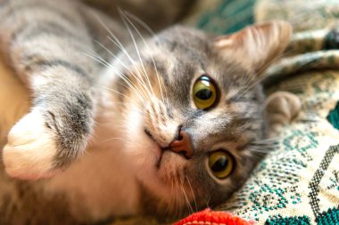 Genç gri kedi yatakta yatıyor, yakın plan.