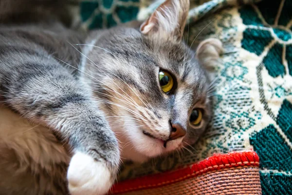 Joven Gato Gris Está Acostado Cama Primer Plano —  Fotos de Stock