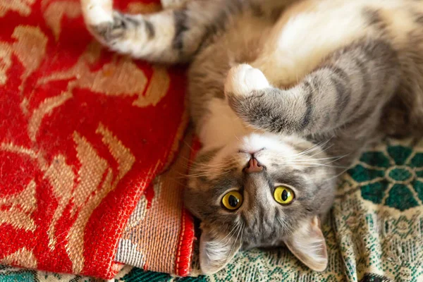 Joven Gato Gris Está Acostado Cama Primer Plano —  Fotos de Stock