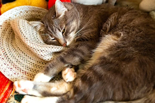 Γκρι Γάτα Κοιμάται Στο Κρεβάτι — Φωτογραφία Αρχείου