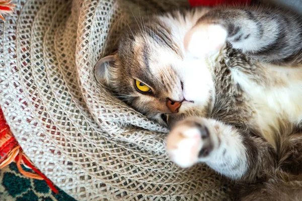 Gato Gris Está Durmiendo Cama —  Fotos de Stock