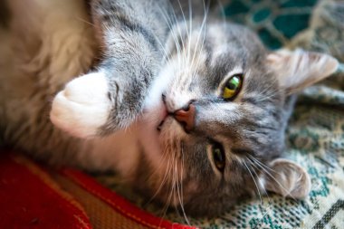 Genç gri kedi yatağında yatıyor, manzarası güzel.