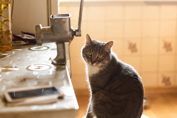 Grey cat sits near meat grinder on the kitchen