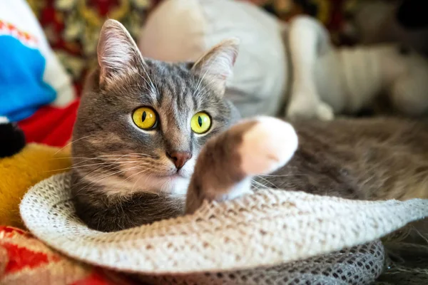 Genç gri kedi hasır şapkanın içinde oturuyor.