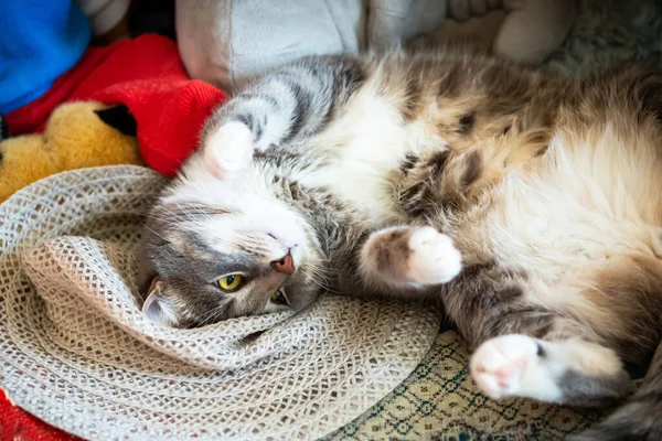 Joven Gato Gris Está Durmiendo Sombrero Paja —  Fotos de Stock