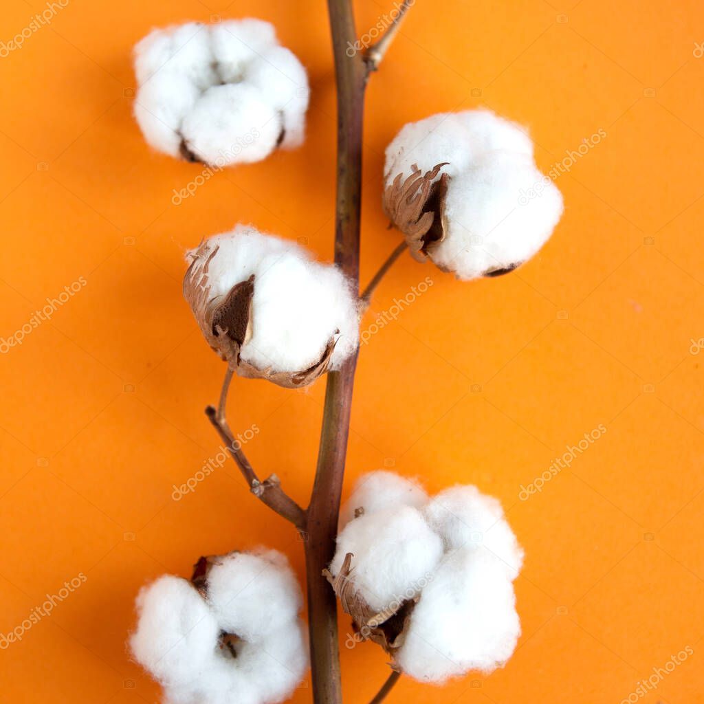 cotton branch on orange background flat lay top view