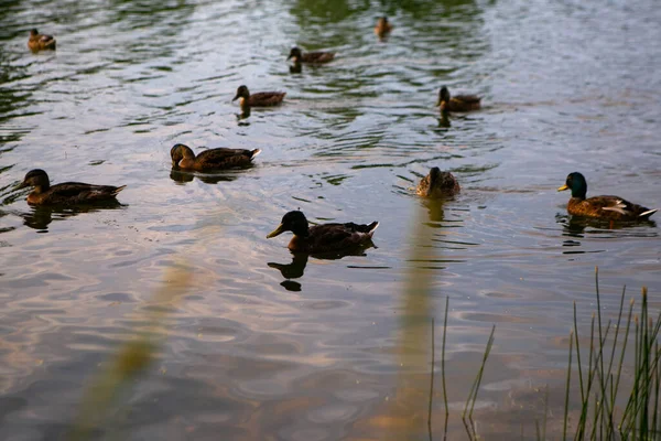 Canards Nageant Dans Étang Gros Plan — Photo