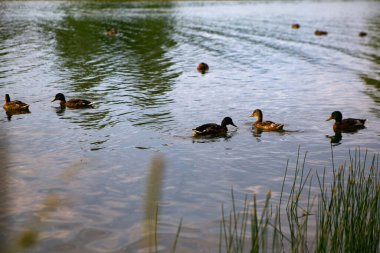 Gölde yüzen ördekler, yaz zamanı konsepti.