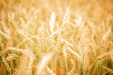 Zengin hasat konsepti. Güzel Tarım Alanı Günbatımı Manzarası. Olgunlaşan buğday başaklarının kırsal doğa manzarası.