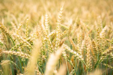 Zengin hasat konsepti. Güzel Tarım Alanı Günbatımı Manzarası. Olgunlaşan buğday başaklarının kırsal doğa manzarası.