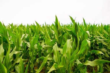 Tarım bahçesindeki yeşil mısır tarlası, kapatın.