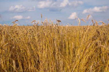 Zengin hasat konsepti. Güzel Tarım Alanı Günbatımı Manzarası. Olgunlaşan buğday başaklarının kırsal doğa manzarası.