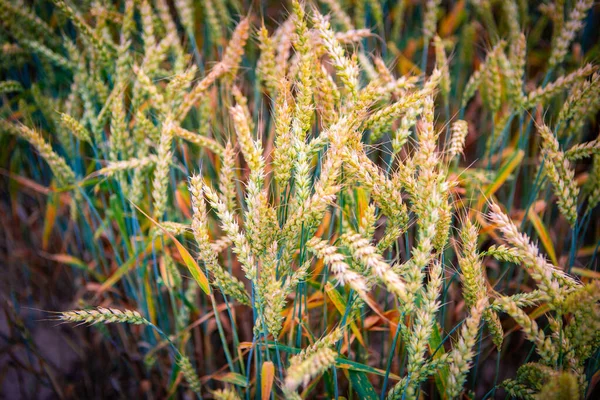 Rich Harvest Concept Beautiful Agricultural Field Sunset Landscape Rural Nature — Stock Photo, Image