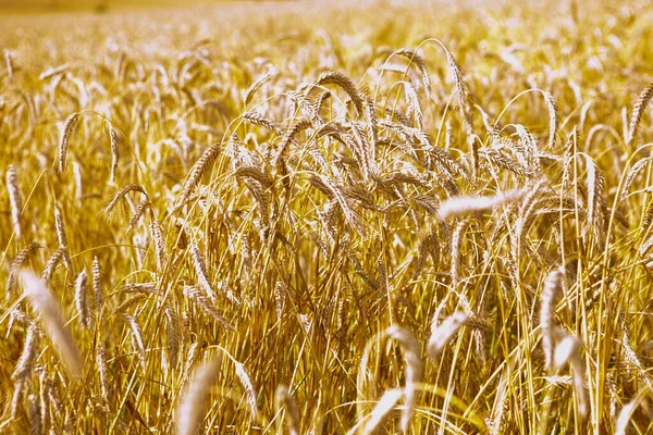 Campi Grano Completamente Maturi Alla Fine Dell Estate Sfondo Naturale — Foto Stock