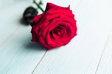 Ahşap zemin üzerinde taze kırmızı gül, yakın çekim