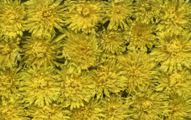 Sarı karahindiba desenli arka plan. Parlak yaz duvar kağıdı. Makro Fotoğraf