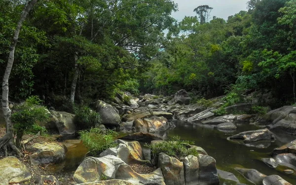 River Rainforest — Stock Photo, Image