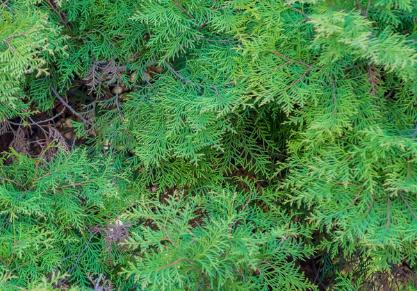 Głębokie Zielone Drzewa Thuja Gałęzie Bliska Szczegóły Jako Obraz Tła — Zdjęcie stockowe