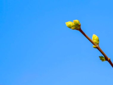 Bahar geliyor. mavi gökyüzüne karşı büyüyen tomurcukları ile ağaç dalı 