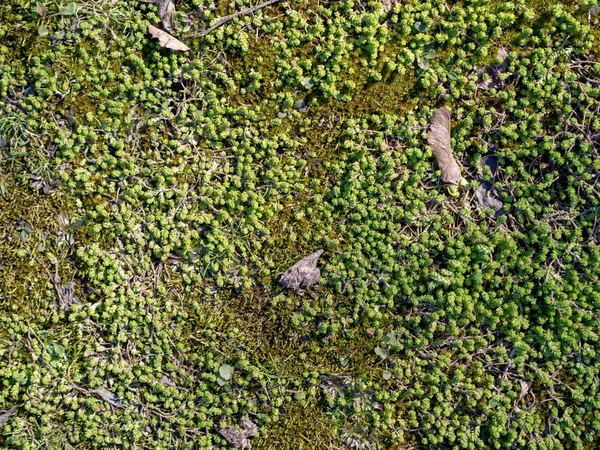 Moss Texture Background Copy Space — Stock Photo, Image
