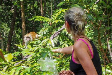 Ormanda bir kadın bir maymuna meyve verir.