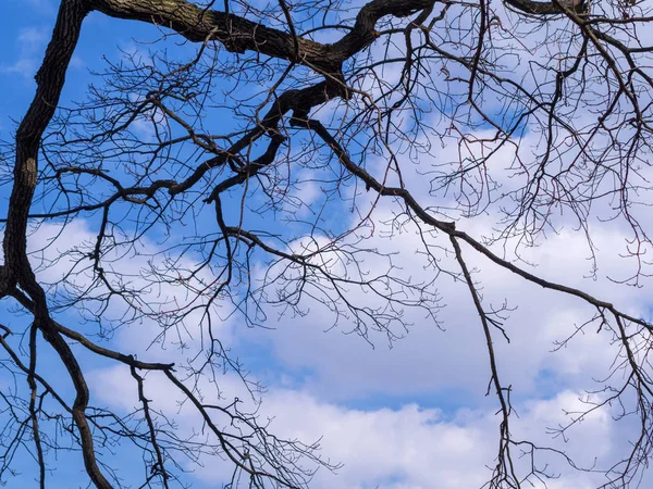 Ramas Árbol Sin Hojas Contra Cielo — Foto de Stock