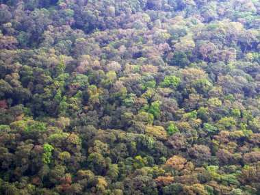 Orman arka plan. Drone bakış açısı