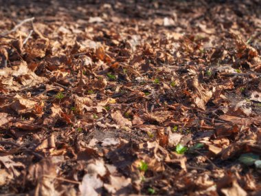 Düşmüş kuru yapraklar yerde yatıyor. Sonbahar arka planı