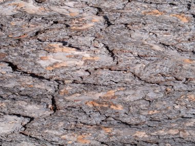 Eski Ağaç Yapısı Arkaplan Şablonu