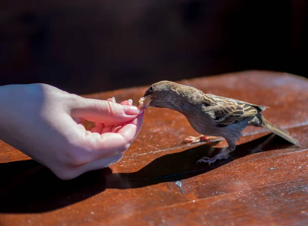 街のスズメは手から食べている — ストック写真