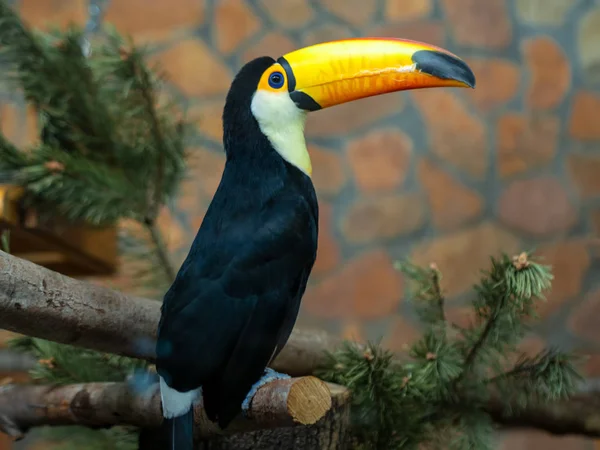 Туканская Птица Ветке Зоопарке — стоковое фото