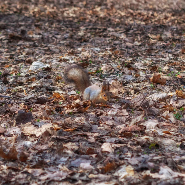 Écureuil Dans Parc Forestier Automne Écureuil Avec Des Noix Dans — Photo