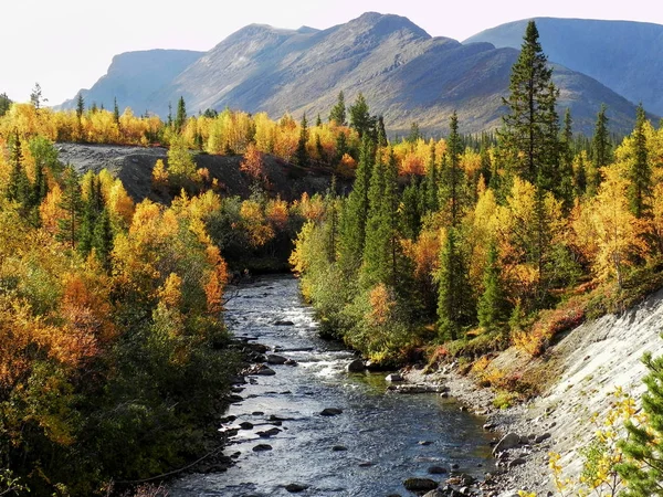 Ορεινού Ποταμού Στο Φθινόπωρο Κίτρινο Πράσινο Δάσος Στα Βουνά Κικάδων — Φωτογραφία Αρχείου