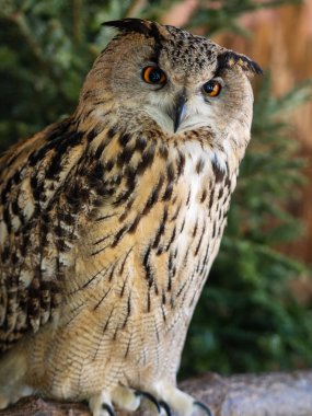 Ağaçta komik baykuş gözlü baykuş