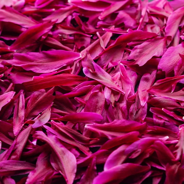 Dark pink peacock color peony or jester red paeony petals texture background. Burgundy peonies pattern or layout flat lay and top view