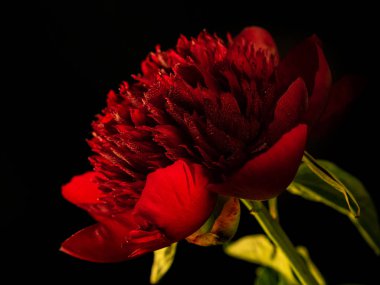 siyah bir arka plan üzerinde su damlaları ile kırmızı şakayık, closeup