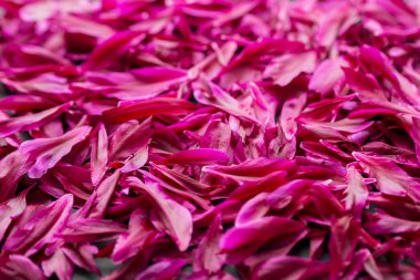 Koyu pembe tavus kuşu renk tavus kuşu veya soytarı kırmızı paeony yaprakları doku arka plan. Bordo şakayık desen veya düzen düz yatıyordu ve üst görünümü