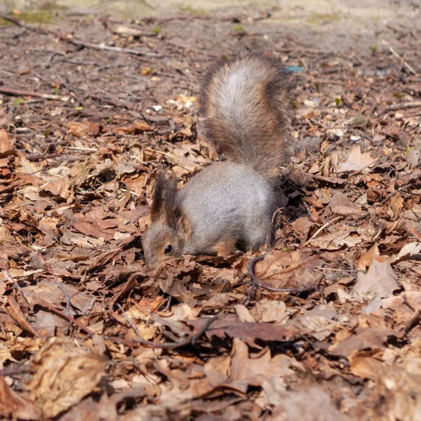 秋天森林公园的松鼠 松鼠与坚果在秋天的叶子 — 图库照片