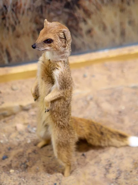 Watchful Meerkats Álló Surikate Állatkert — Stock Fotó