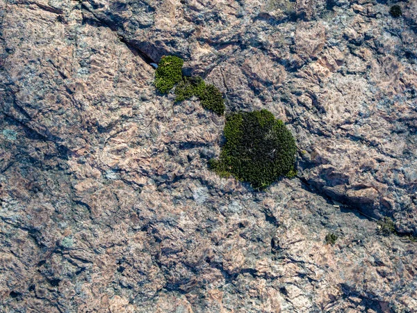 Texture of old natural mossy stone. Beautiful stone surface, dirty rock covered with lichen and moss for natural background
