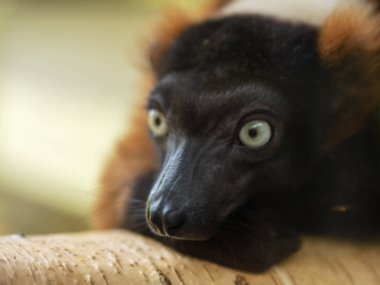 Lemur bir ağaç üzerinde bulanık bir arka plan ile pencere camı yüzeyinde upraindrops yakın.