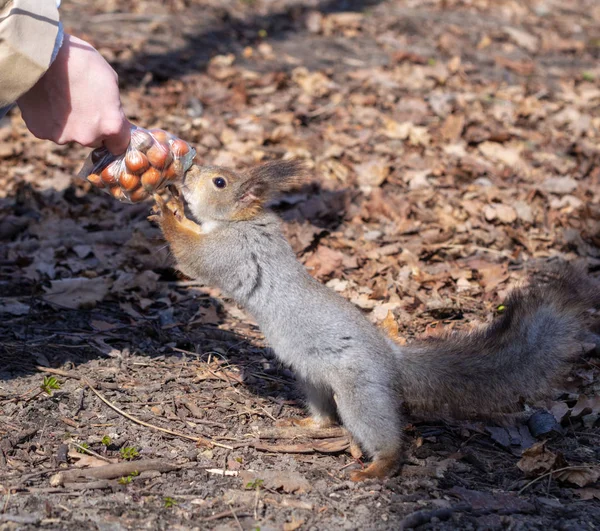 Squirrel Autumn Forest Park Squirrel Autumn Foliage Takes Nuts Woman — Stock Photo, Image