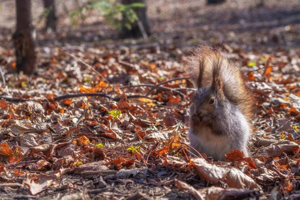 Écureuil Dans Parc Forestier Automne Écureuil Avec Des Noix Dans — Photo