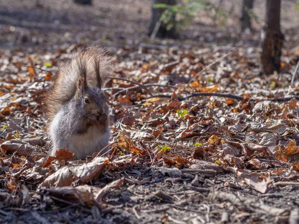 Tupai Taman Hutan Musim Gugur Tupai Dengan Kacang Dedaunan Musim — Stok Foto