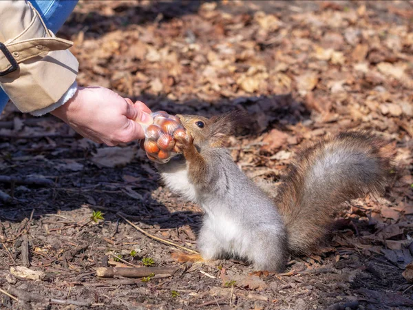 Squirrel Autumn Forest Park Squirrel Autumn Foliage Takes Nuts Woman — Stock Photo, Image