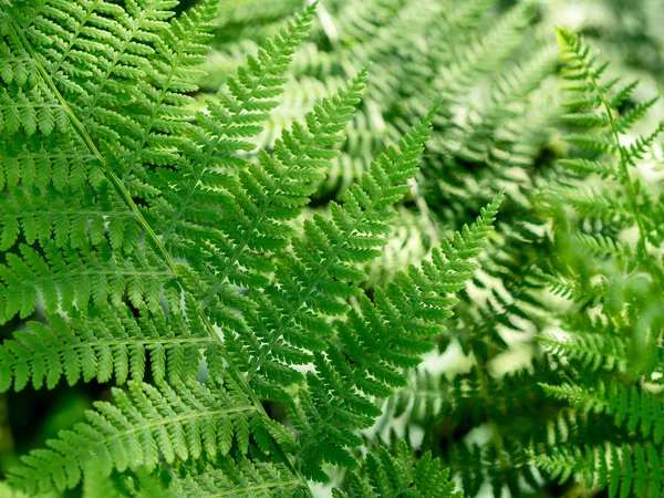 Schöne Farne Blätter Grünes Laub Natürliche Florale Farn Hintergrund — Stockfoto